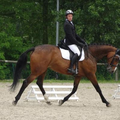 dressage amateur mesnil st Laurent