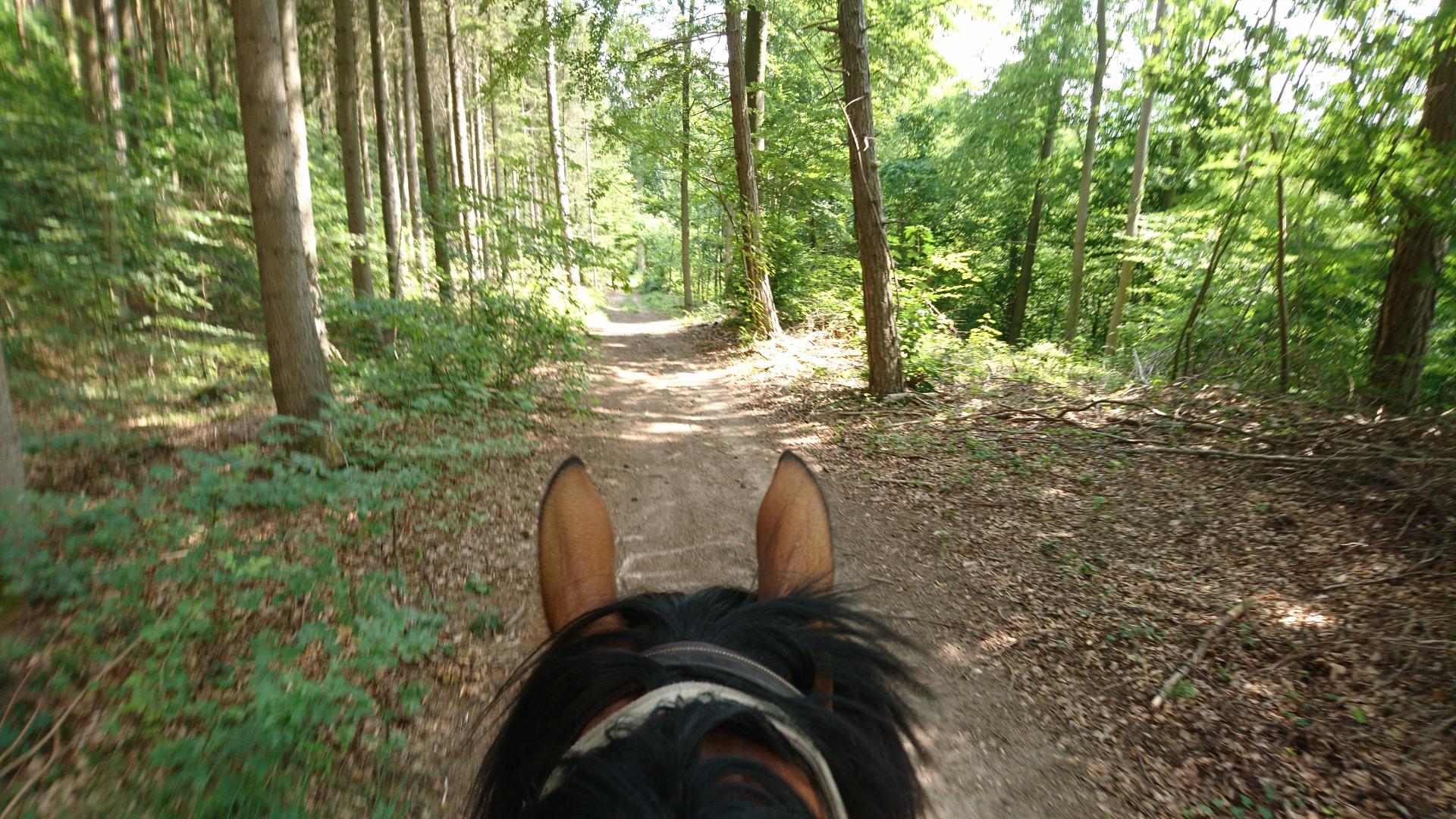 Nous apprecions la fraicheur de nos forets