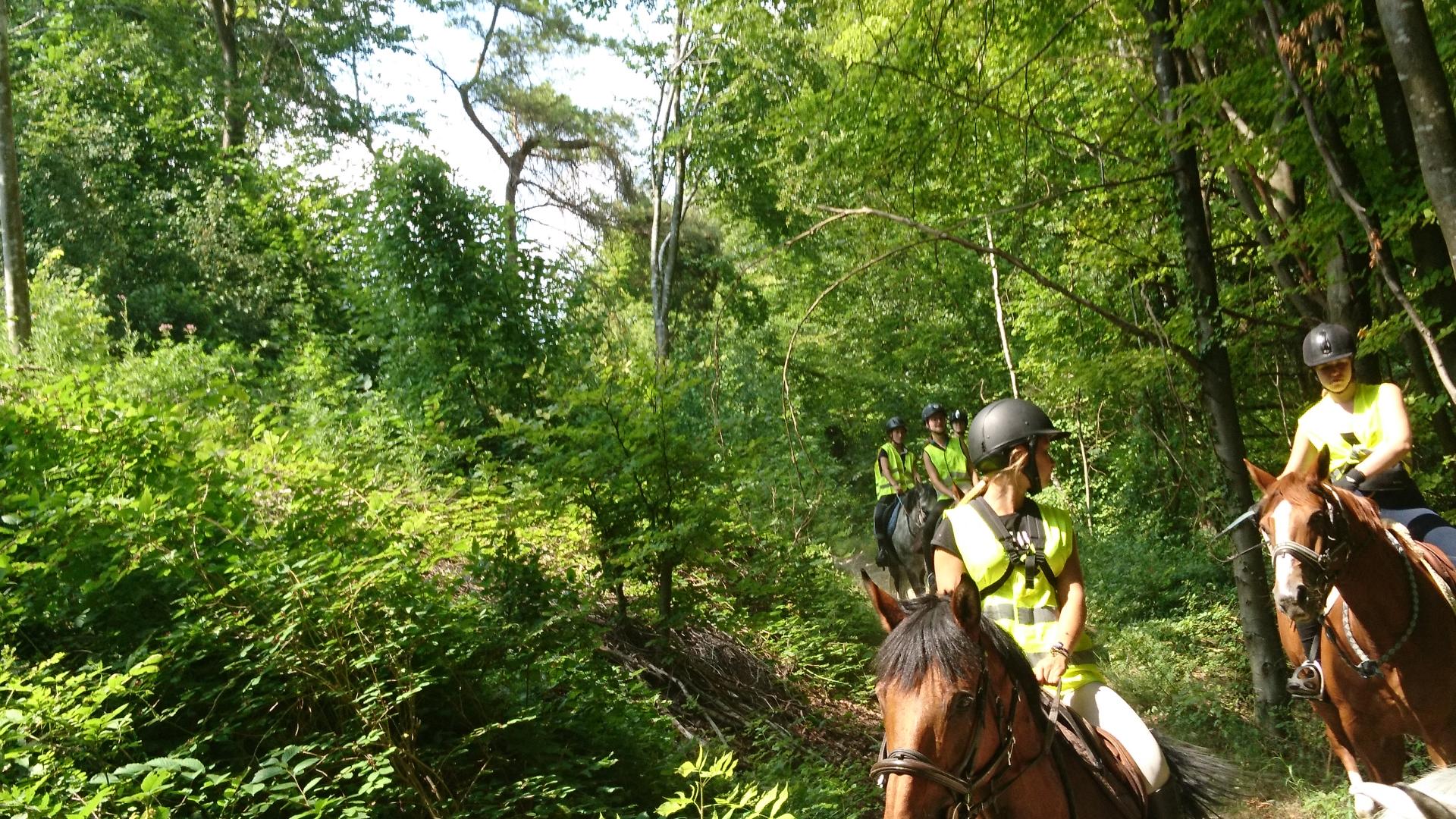 Nous apprecions la fraicheur de nos forets