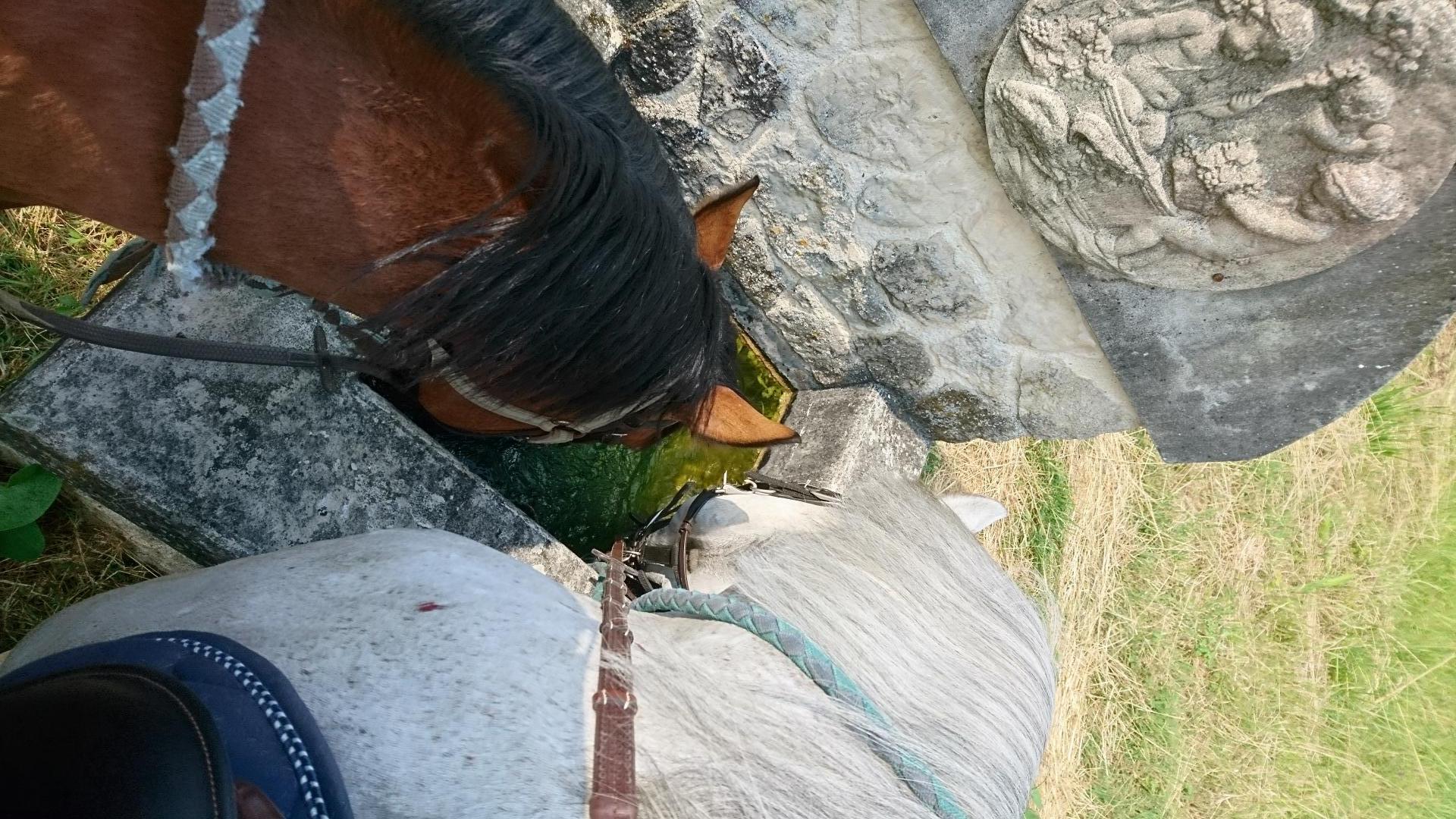 La fontaine est appréciée!