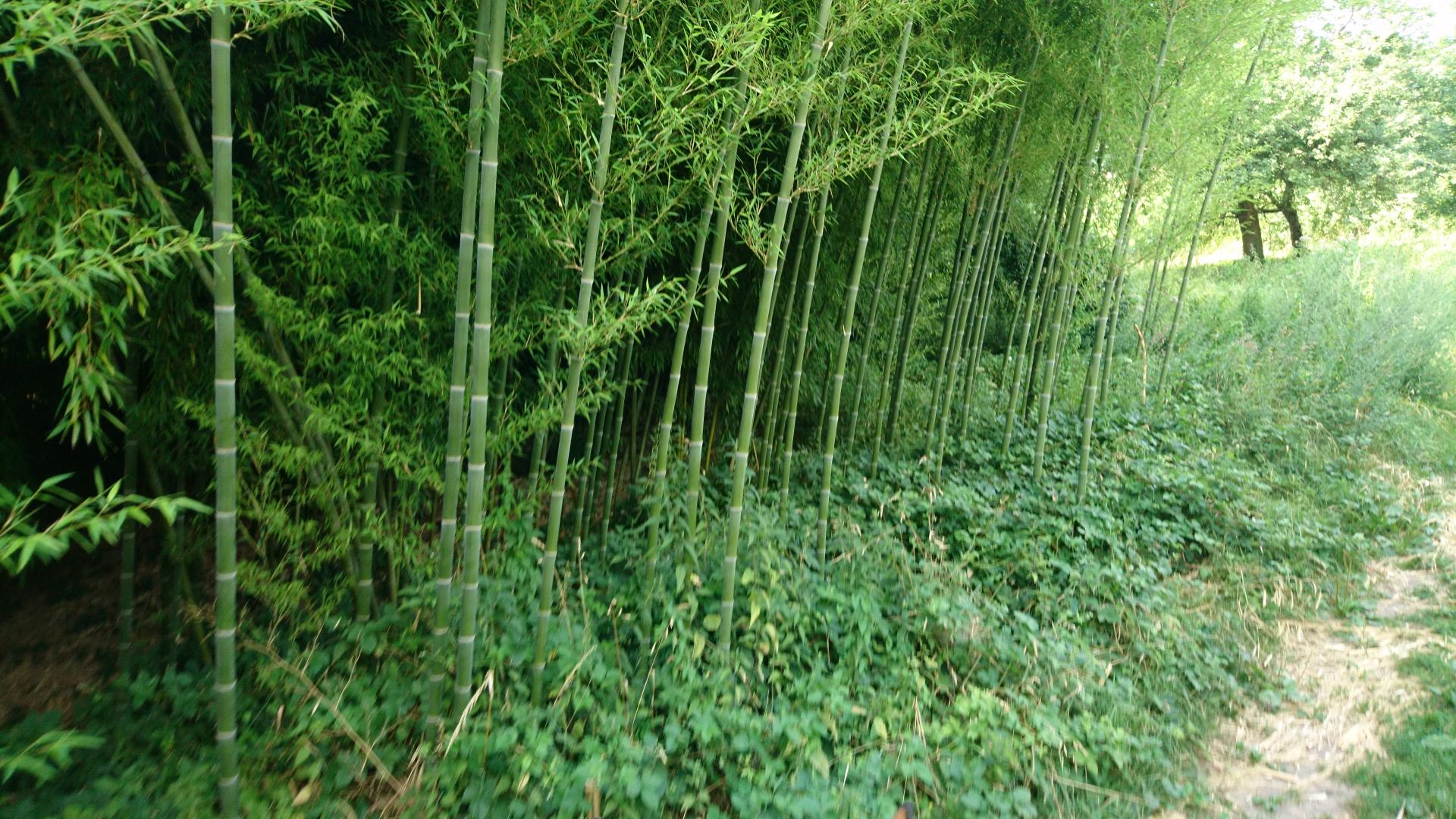 Un air d 'exotisme ces bambous