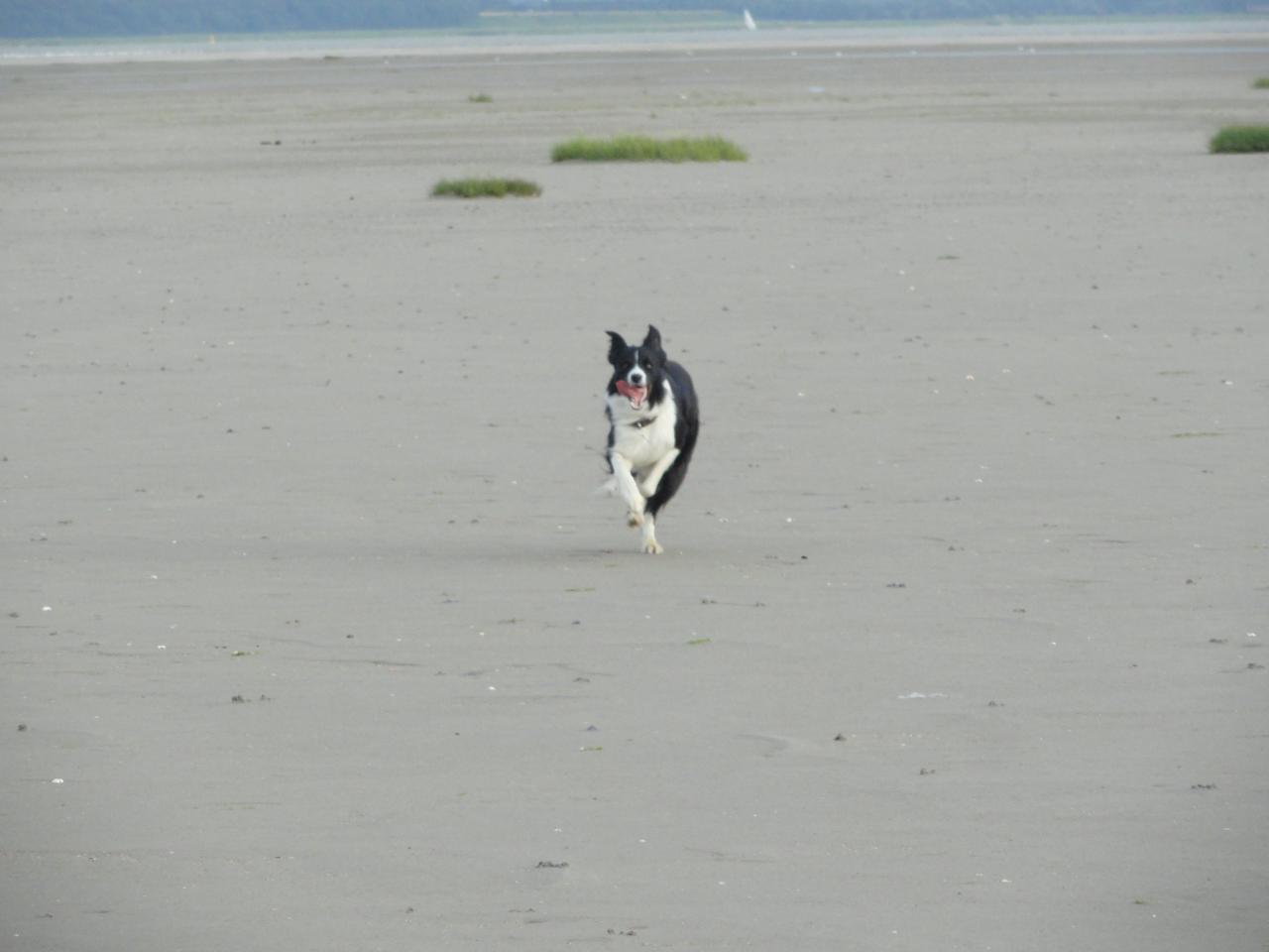 Baie de somme 2012