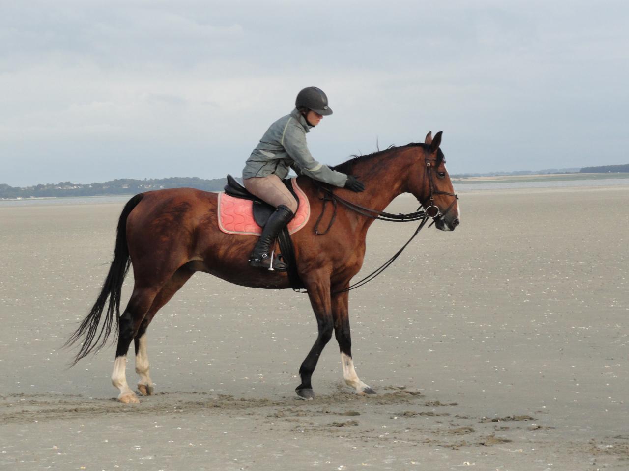 Baie de somme 2012