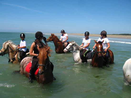 Natation pour chevaux!!