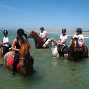 Natation pour chevaux!!