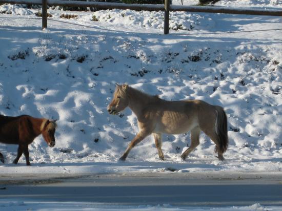 Quelques séances de patins !