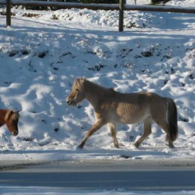 Quelques séances de patins !