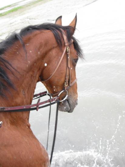 Galopin aime jouer dans l'eau!!