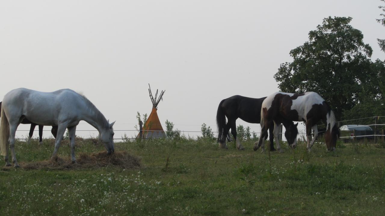 Cool une pâture,du foin  et du repos au village des indiens!